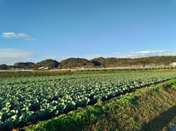 Farming (General Work)