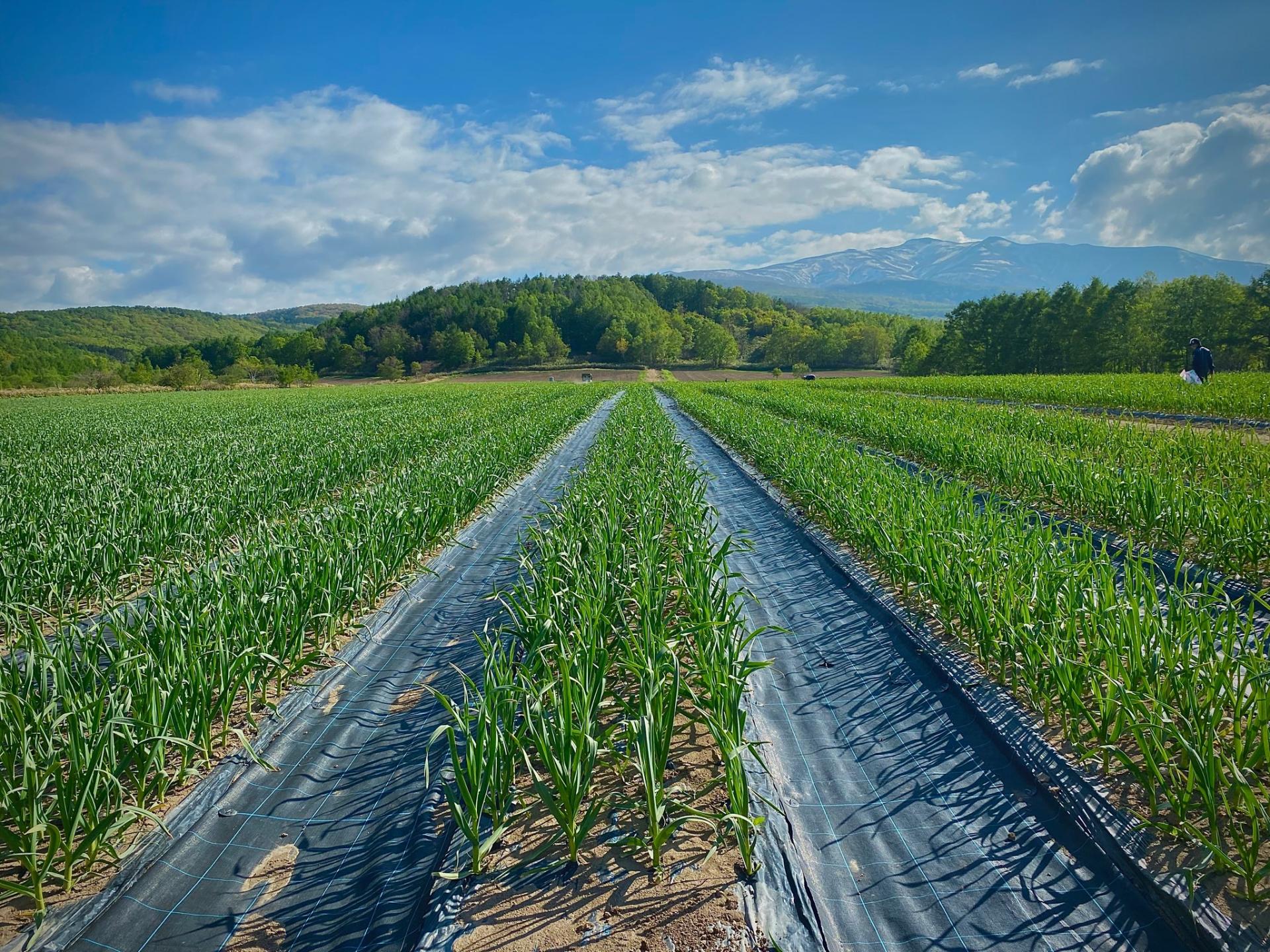 Outro in Agricultura Vegetal