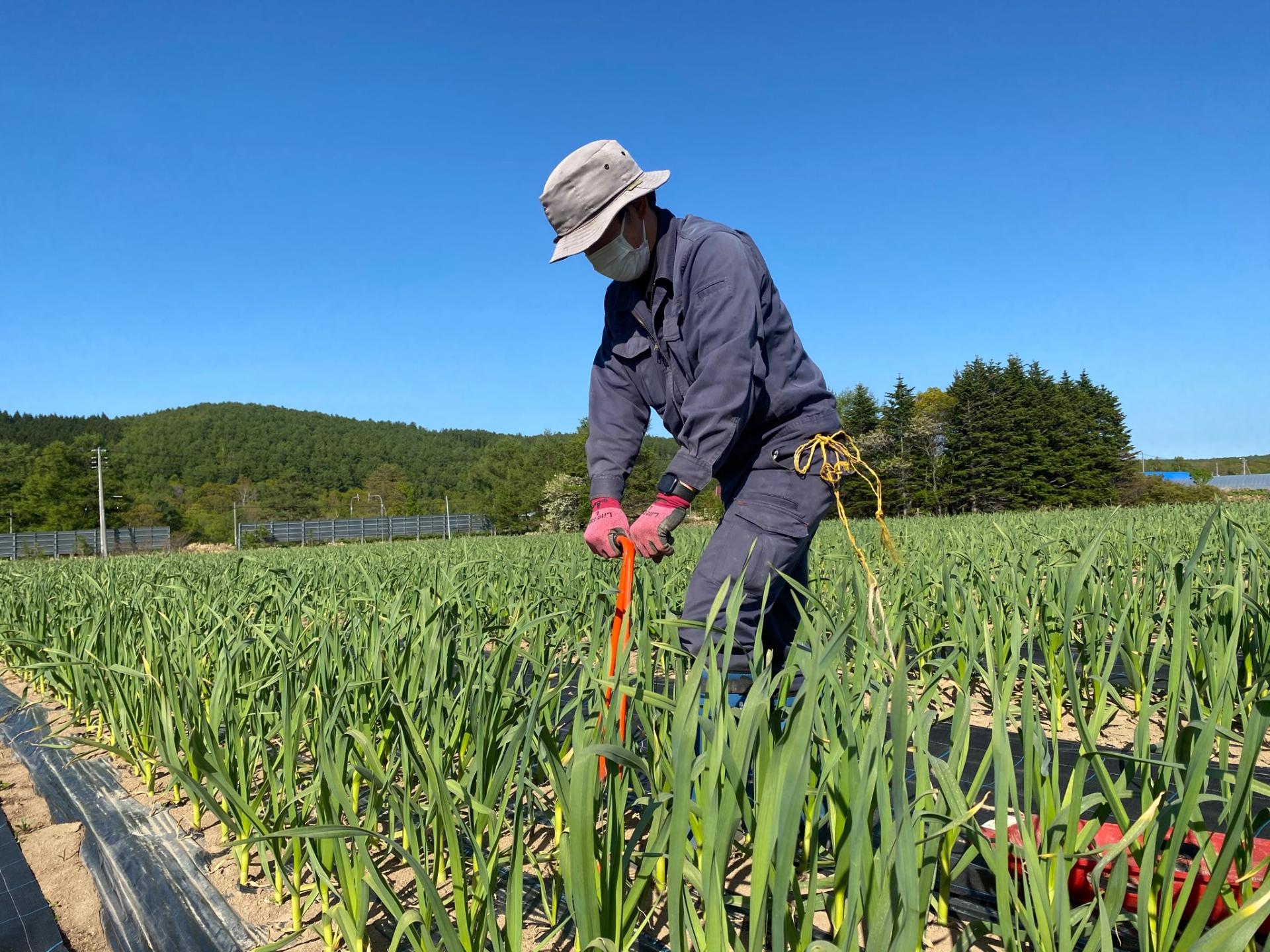 Outro in Agricultura Vegetal