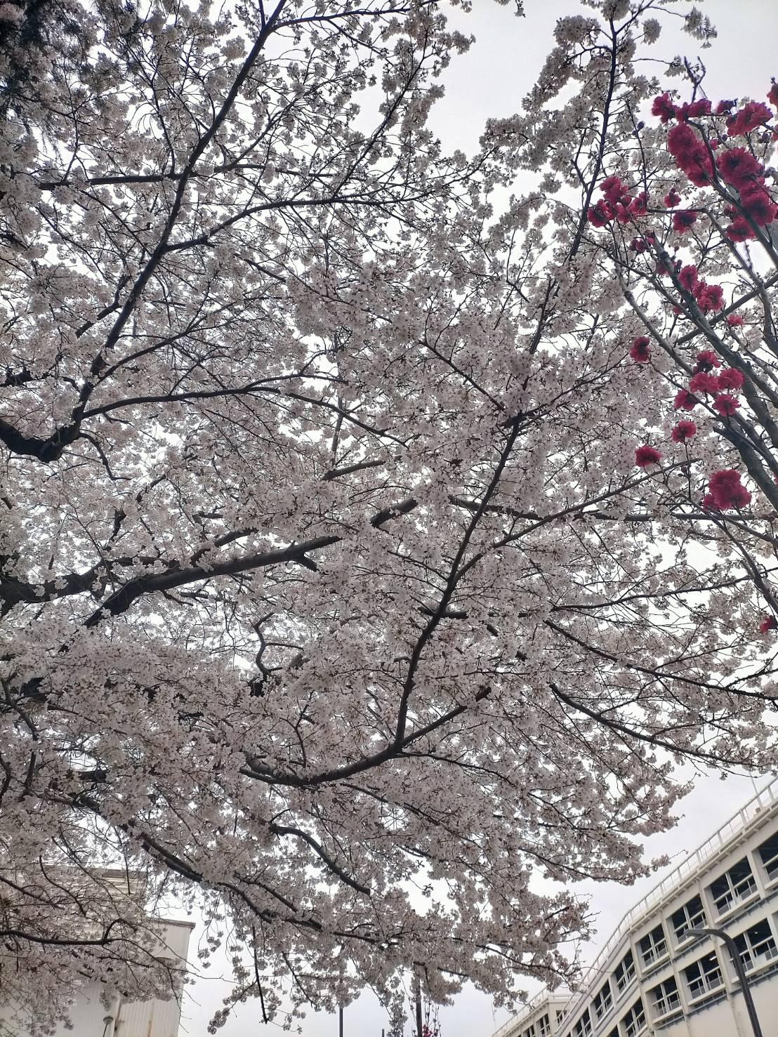 ခ်က္ျပဳတ္ျခင္း in အလုပ်ရုံ