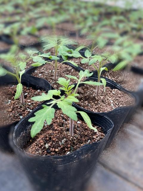 General Work in Farming