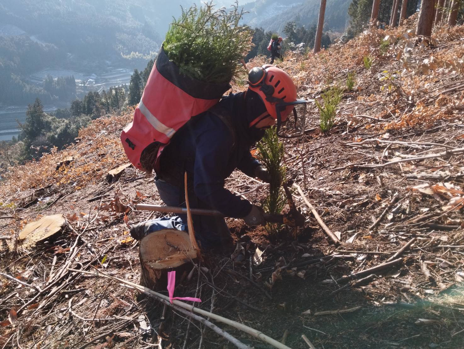 General Work in Forestry