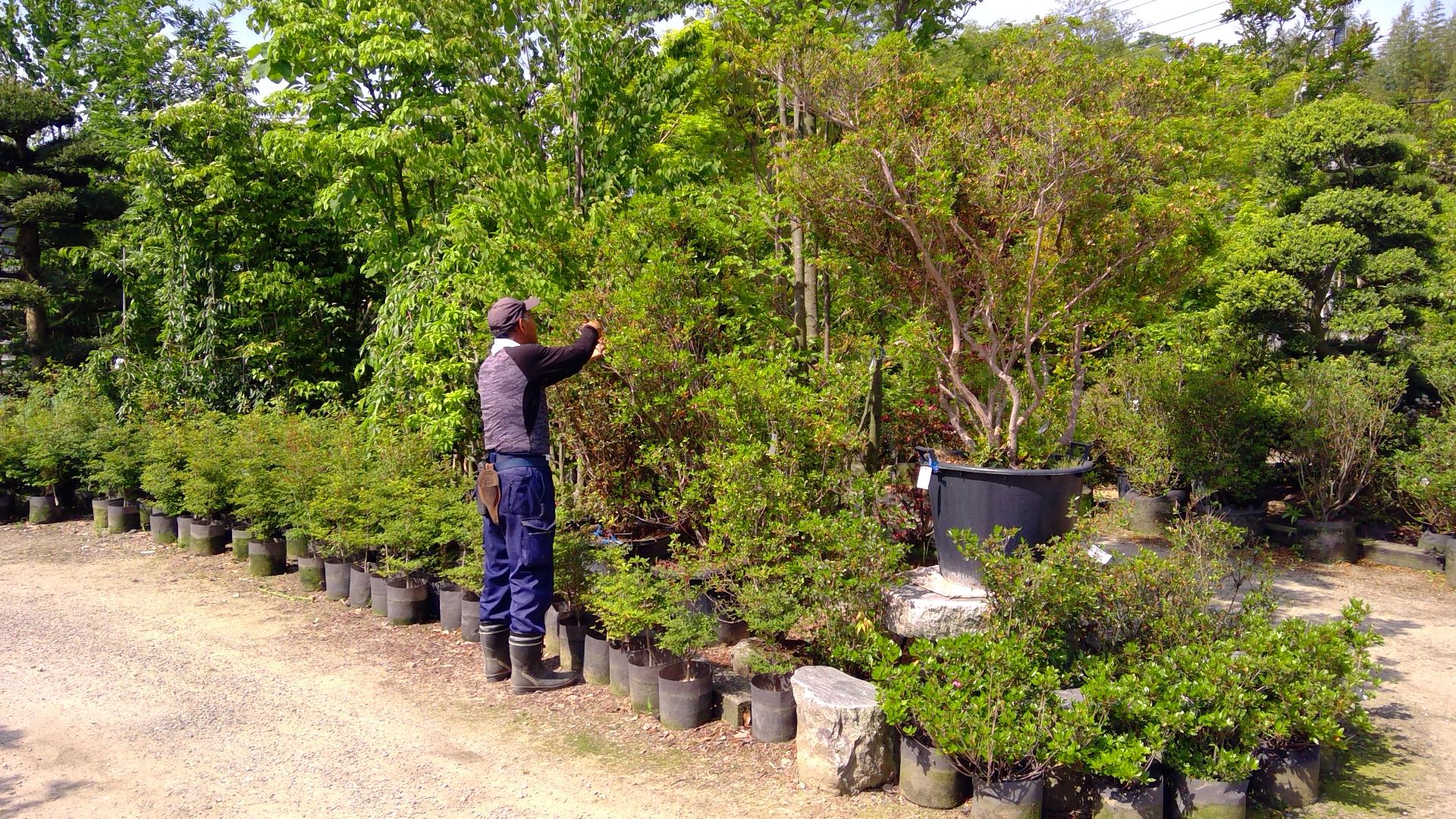 しごと/造園（ぞうえん）