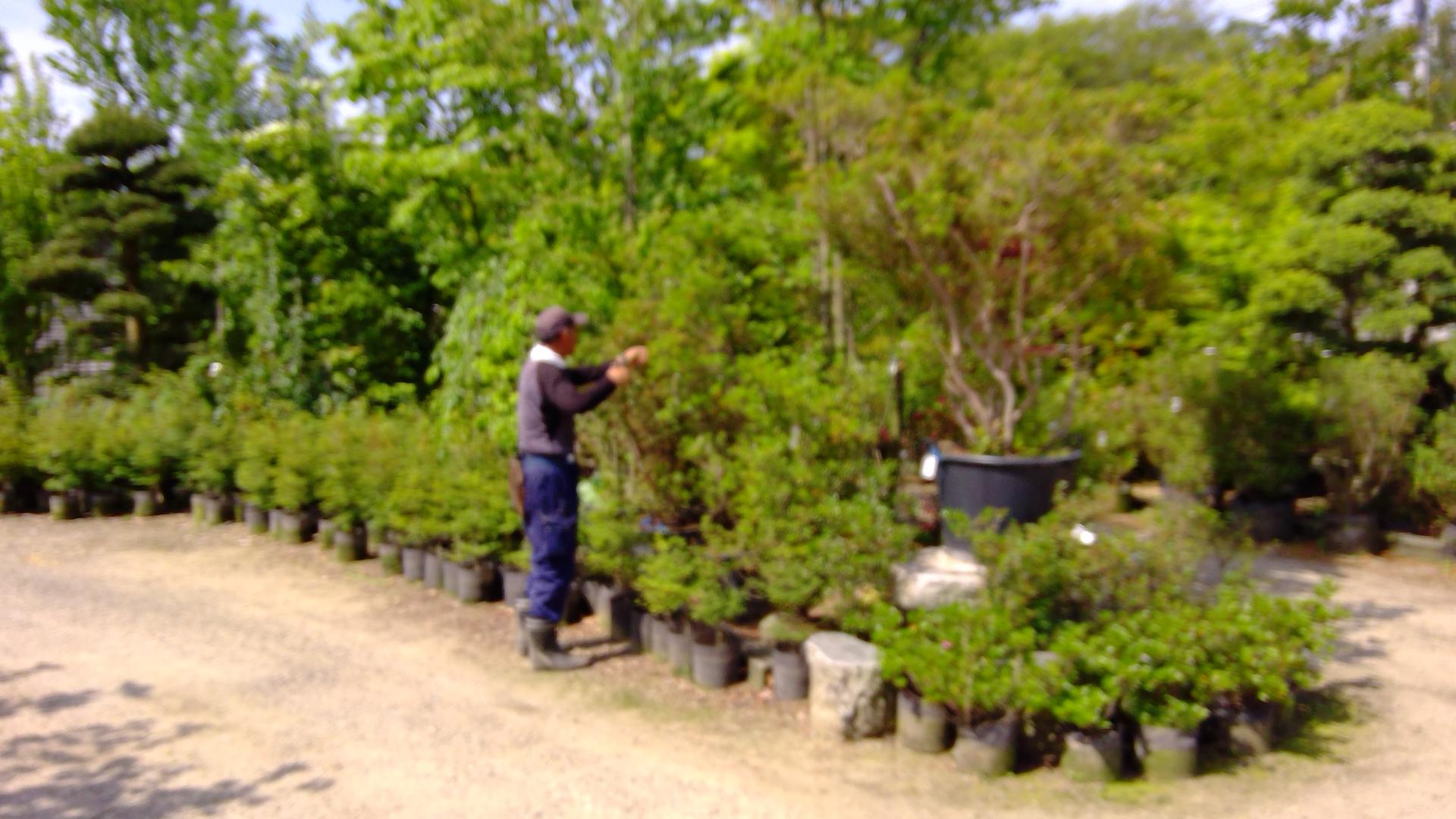 General Work in Gardening