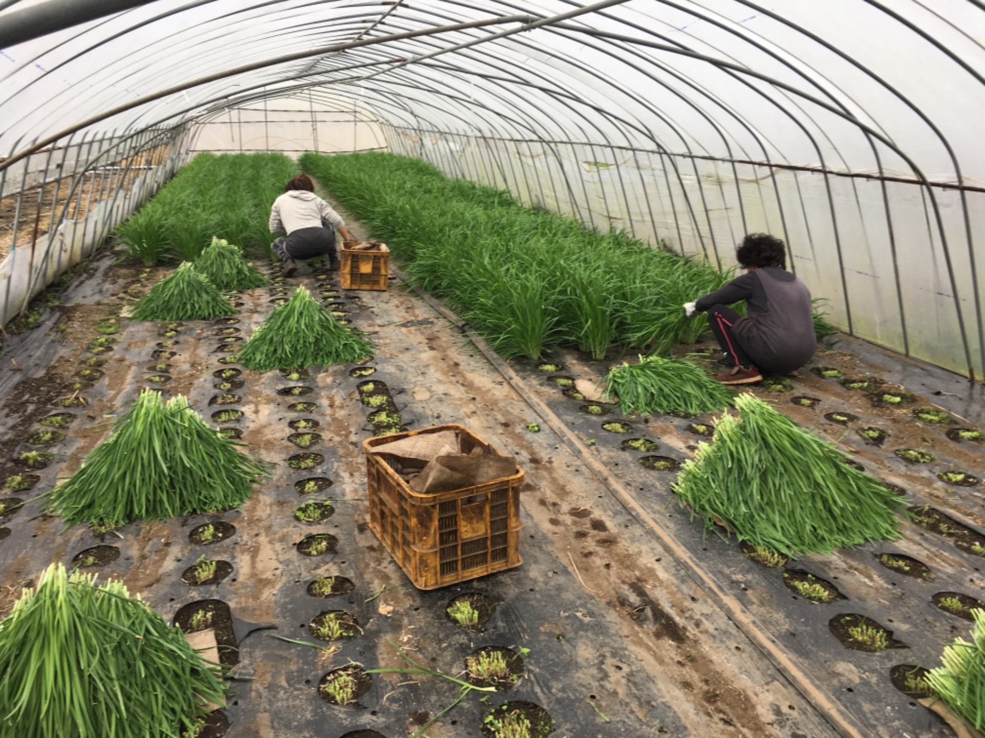 Farming (General Work)