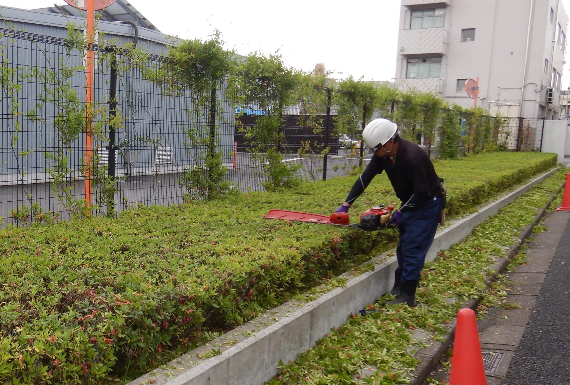 အျခား in ဥယျာဉ်