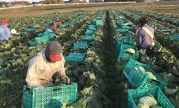 Farming (General Work)