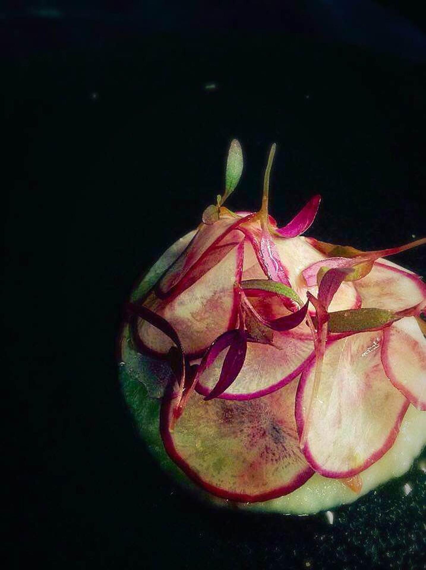 Garçom/garçonete in Restaurante