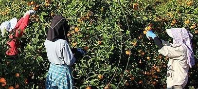 General Work in Farming