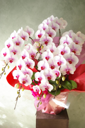 Gardening (General Work)