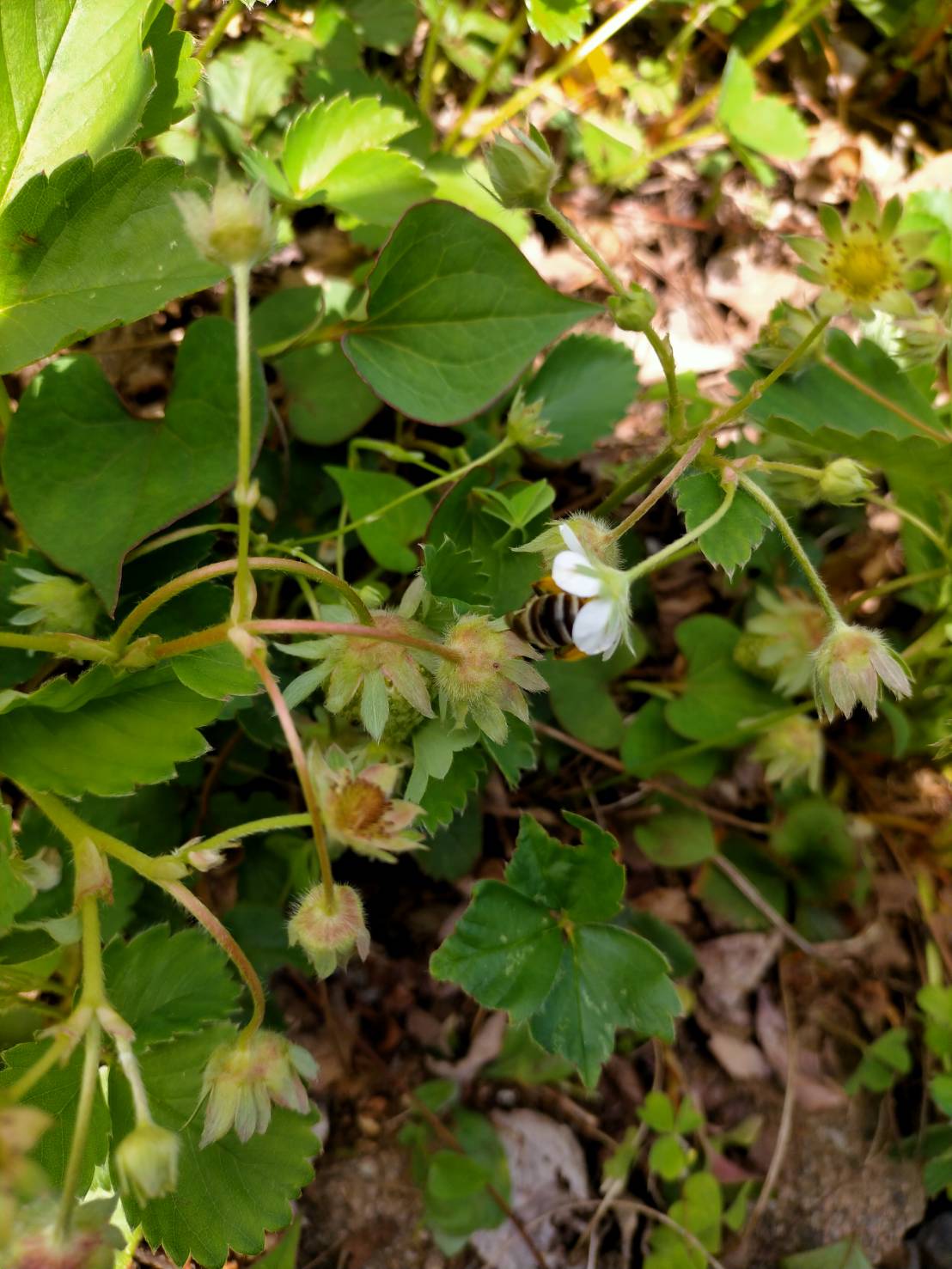 General Work in Farming