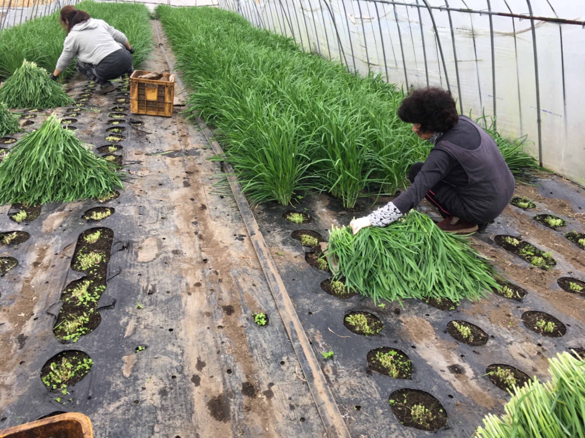 General Work in Farming