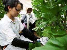 General Work in Farming